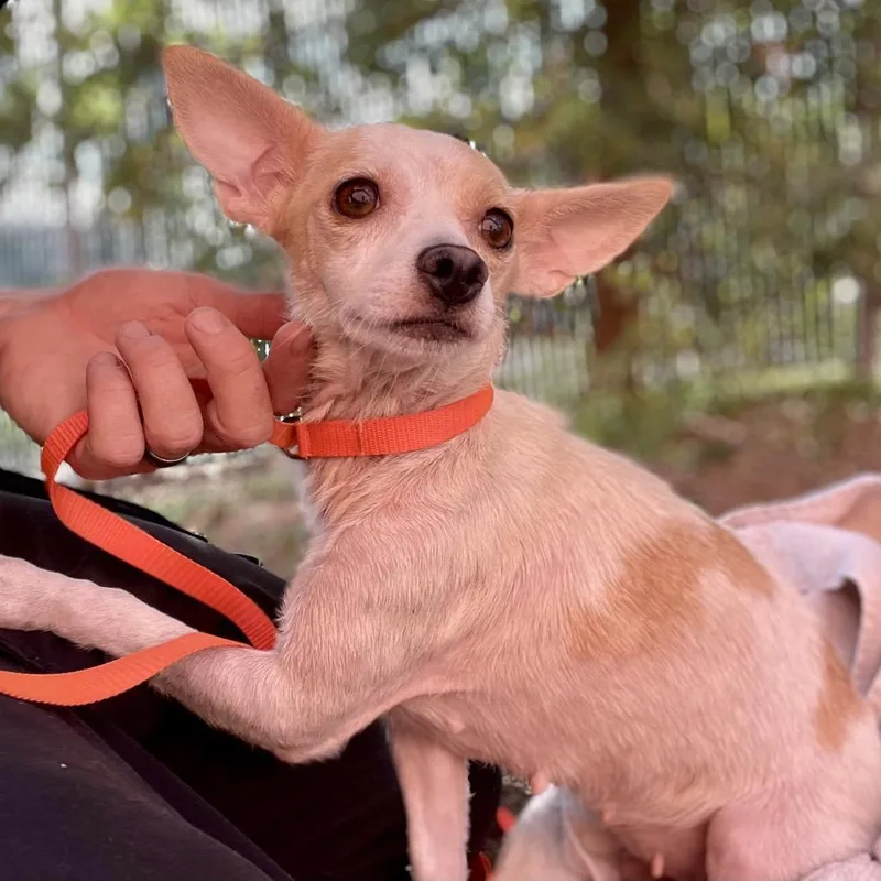 An adult small-sized female White / Cream Chihuahua dog named Wanda for adoption in Wimberley, TX