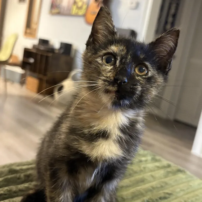 A baby small-sized female Tortoiseshell Domestic Short Hair cat named Bluey for adoption in Jacksonville, FL