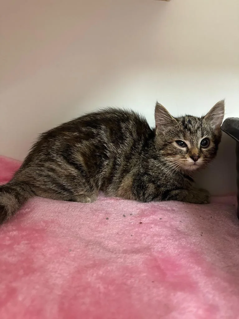 A baby small-sized female Domestic Short Hair cat named Bumble for adoption in Johnson City, TN