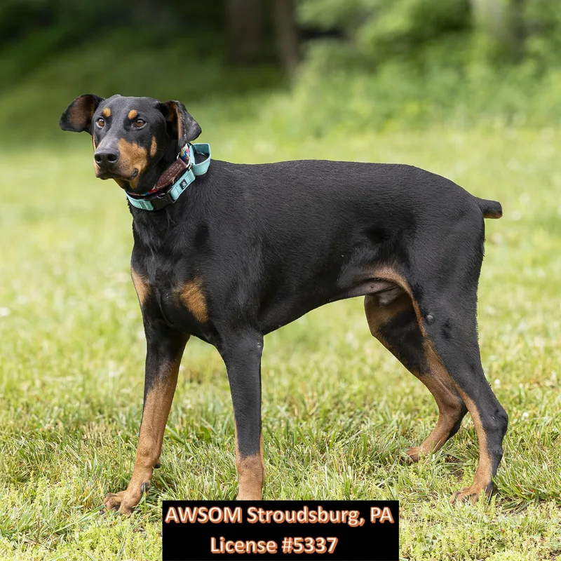 An adult large-sized male Black Doberman Pinscher dog named Shadow for adoption in Stroudsburg, PA