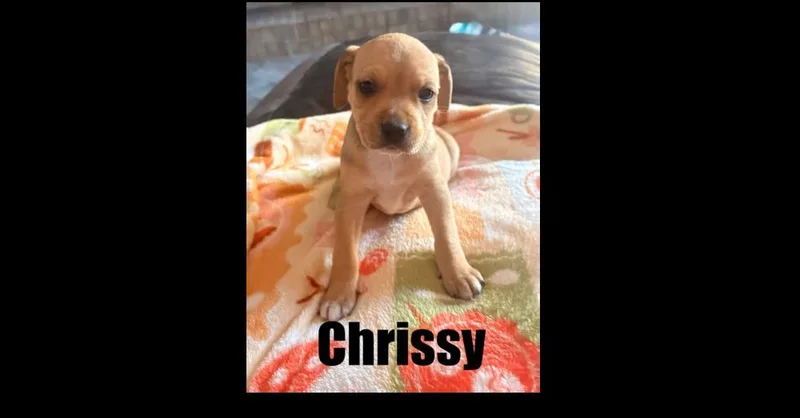 A baby small-sized female Beagle dog named Chrissy for adoption in harrison city, PA