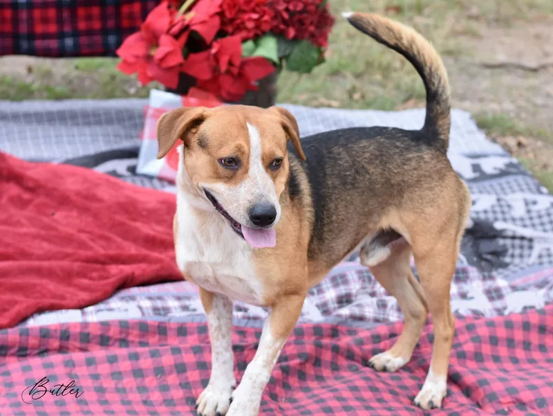 A young small-sized male Beagle dog named Butler for adoption in Spring, TX