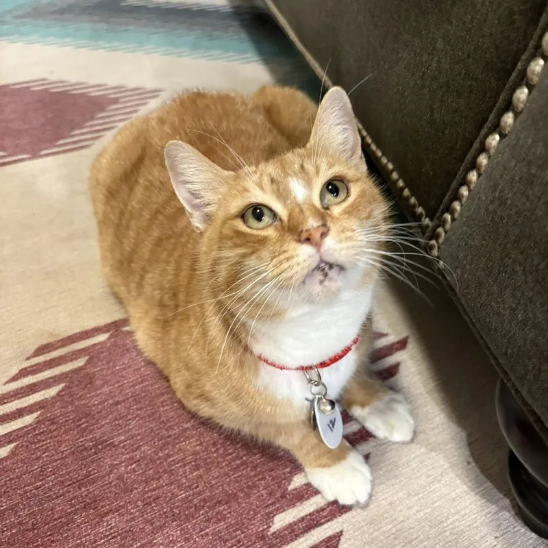 Snickers thumbnail 2