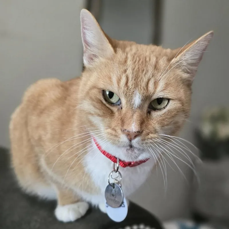 Snickers thumbnail 3