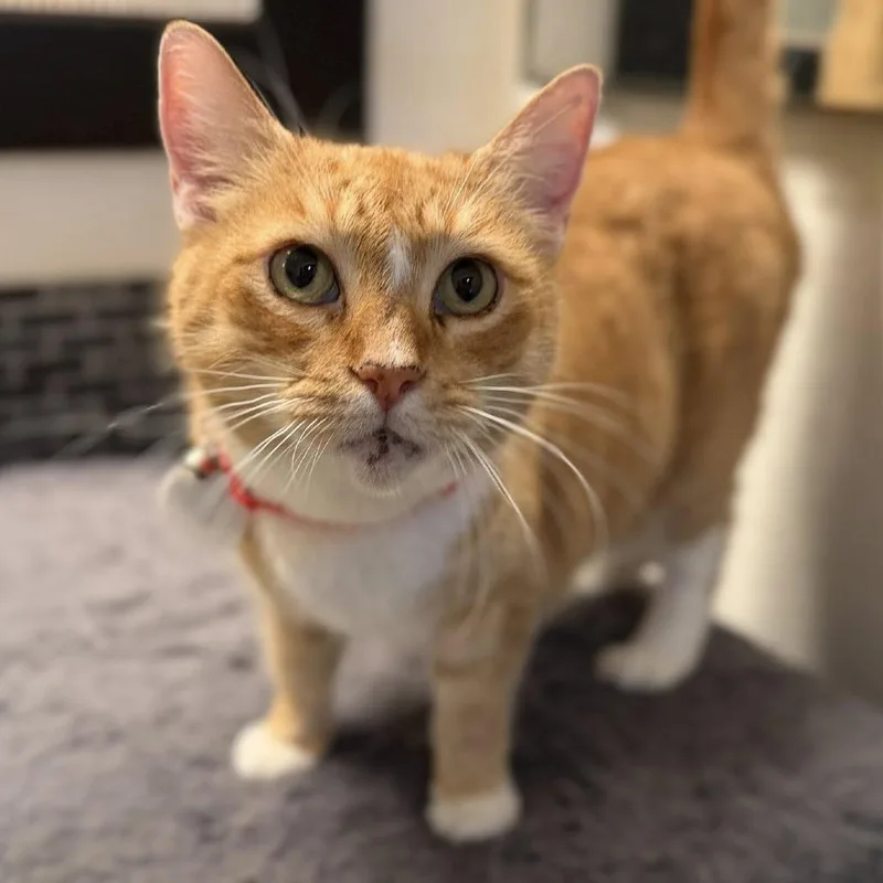 Snickers thumbnail 4