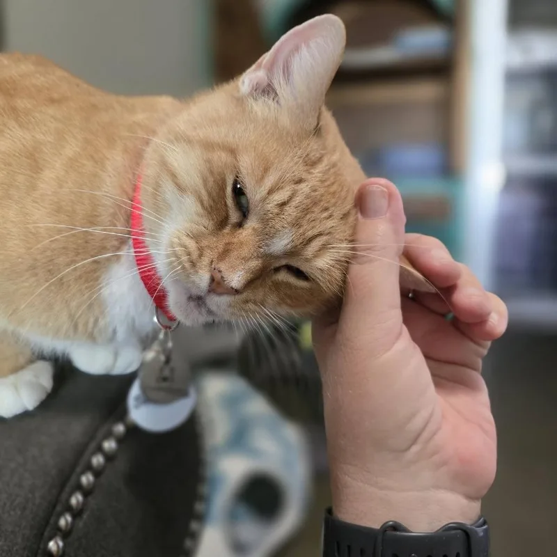 Snickers thumbnail 5