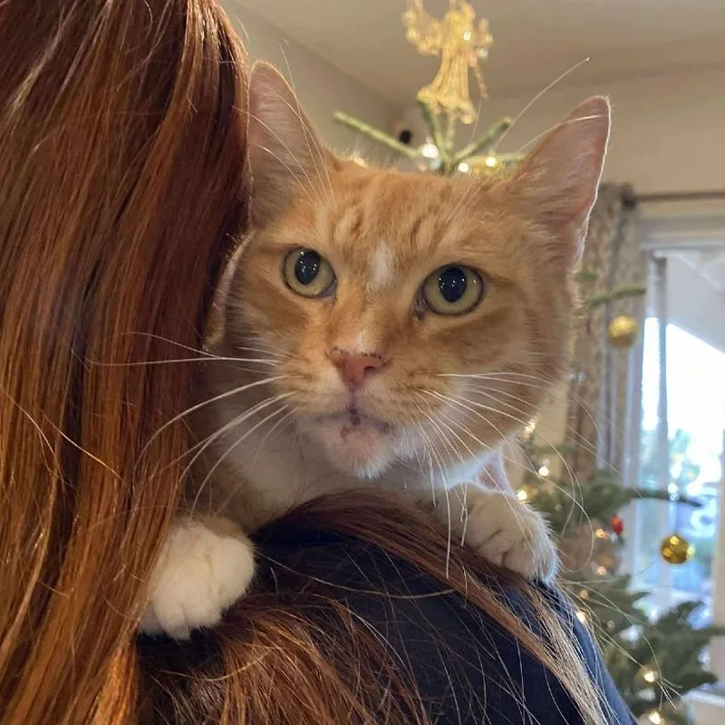 Snickers thumbnail 6