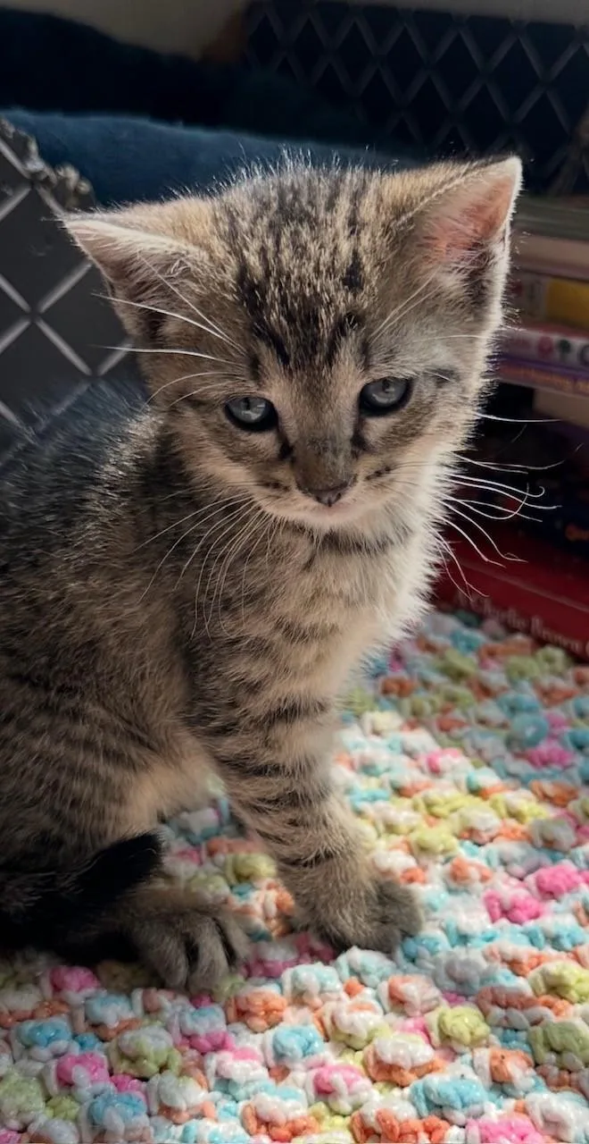 A baby medium-sized male Tabby (Brown / Chocolate) Domestic Short Hair cat named Orin for adoption in Hawthorne, NJ