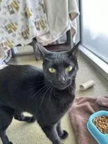Pepper
