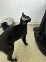 Pepper thumbnail 2