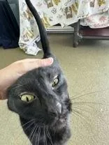 Pepper thumbnail 3