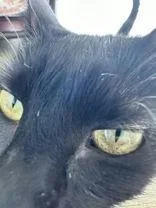 Pepper thumbnail 4