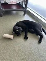 Pepper thumbnail 5