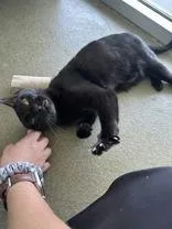 Pepper thumbnail 6