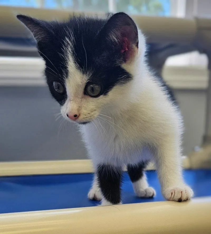 A baby small-sized female Tuxedo cat named Lottie for adoption in Lovingston, VA