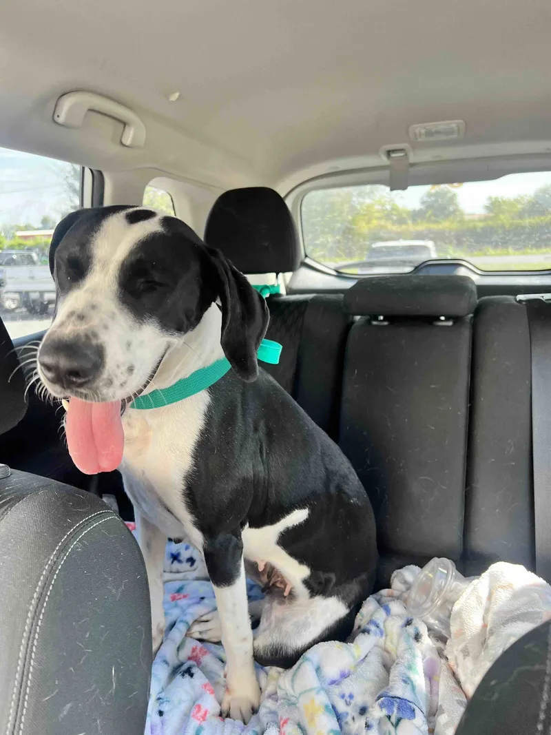 A young medium-sized female Labrador Retriever dog named Lucy for adoption in Shreveport, LA