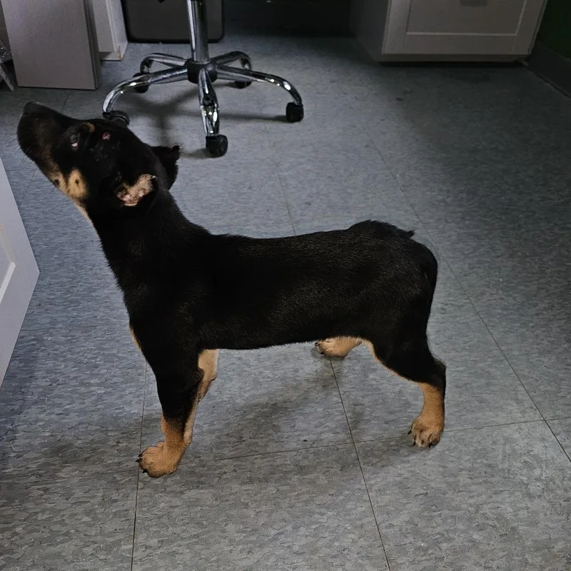 A baby small-sized female Black Beauceron dog named Pandora for adoption in Kyle, TX