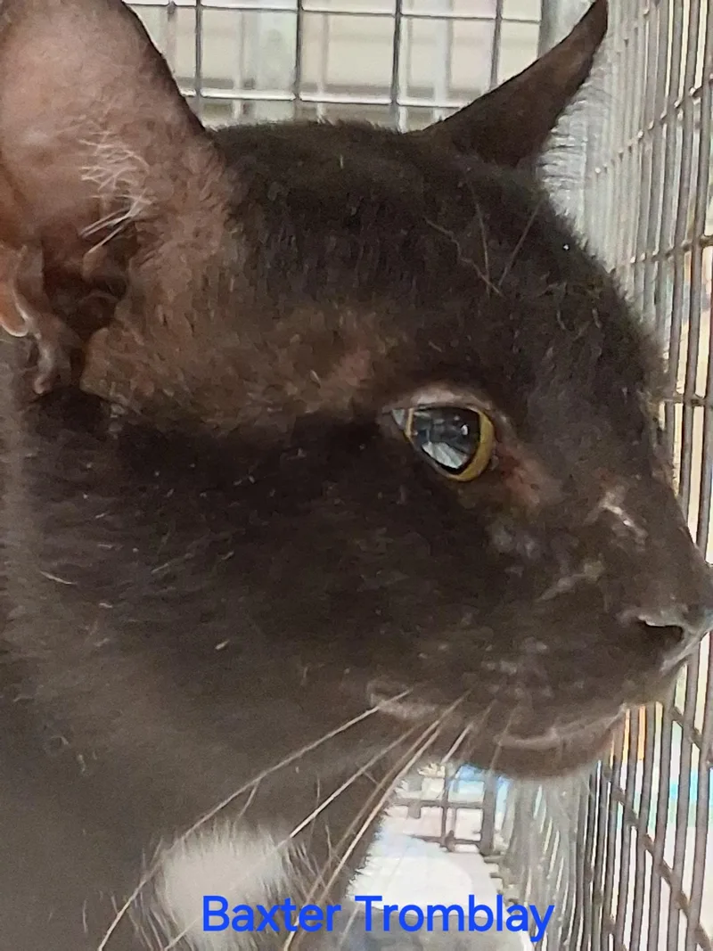 A young medium-sized male Black & White / Tuxedo Domestic Short Hair cat named Baxter Tromblay for adoption in Oviedo, FL