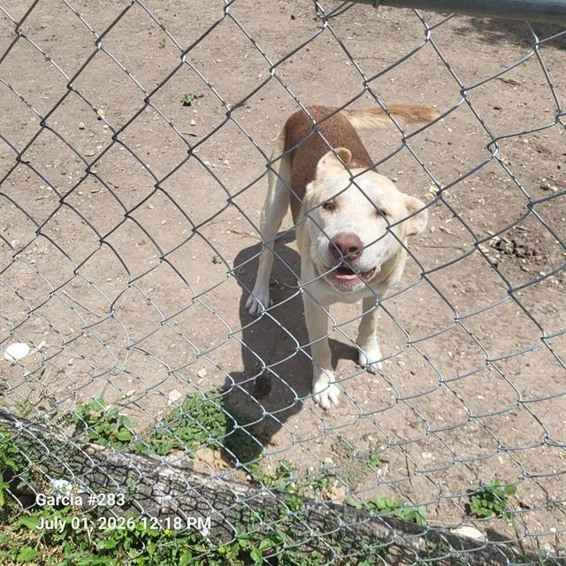 A young medium-sized male Husky dog named Red for adoption in San Antonio, TX