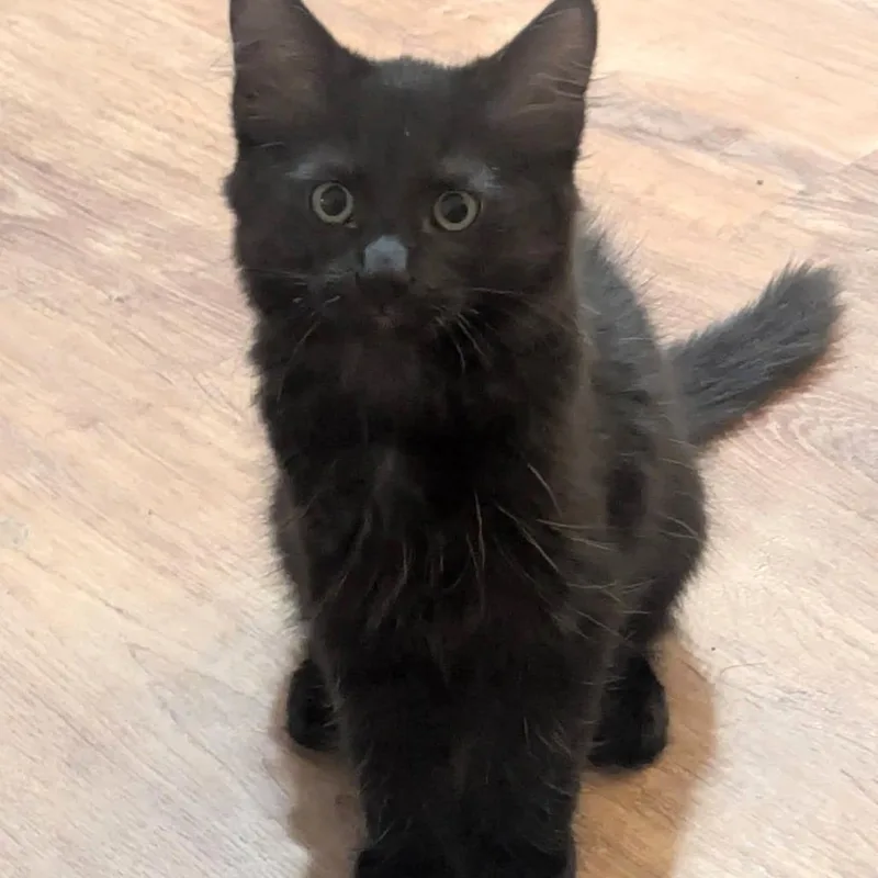 Licorice