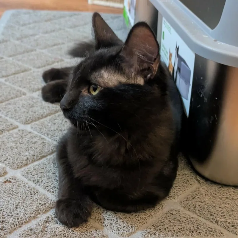 Licorice thumbnail 3