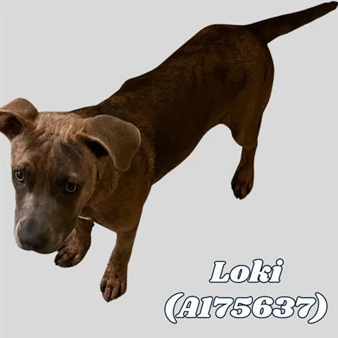 A young medium-sized male Pit Bull Terrier dog named Loki for adoption in Tulsa, OK