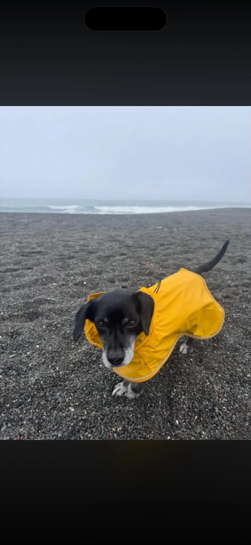 A senior small-sized male Black Dachshund dog named James for adoption in Hayward, CA