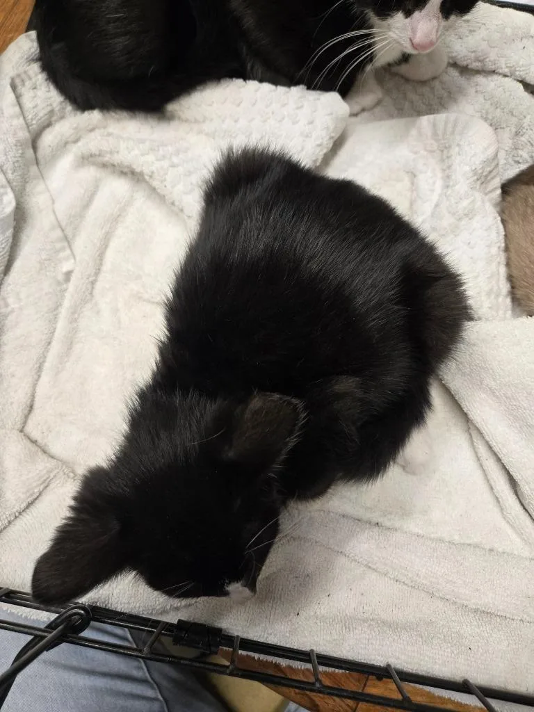 A baby small-sized female Domestic Short Hair cat named Traffic Light for adoption in Douglasville, GA