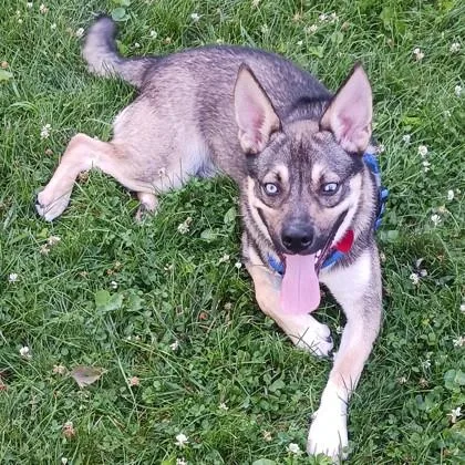 A young medium-sized male Mixed Breed dog named Gonzo for adoption in Elk Grove Village, IL