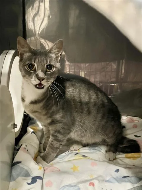 An adult medium-sized female Gray / Blue / Silver Domestic Short Hair cat named A for adoption in Woodland, CA