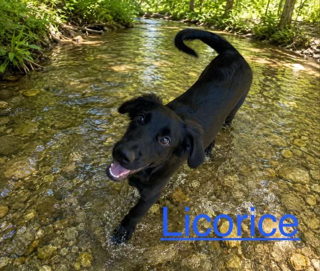 A baby medium-sized male Border Collie dog named Licorice for adoption in Zimmerman, MN