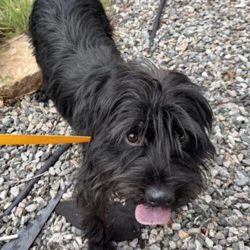 A baby small-sized male Cocker Spaniel dog named MIlo H for adoption in Parker, CO