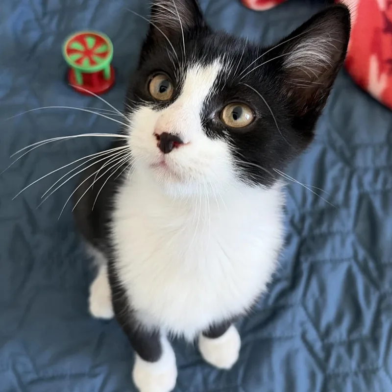 A young medium-sized male Black & White / Tuxedo Domestic Short Hair cat named Grouchy LadyBug for adoption in Germansville, PA