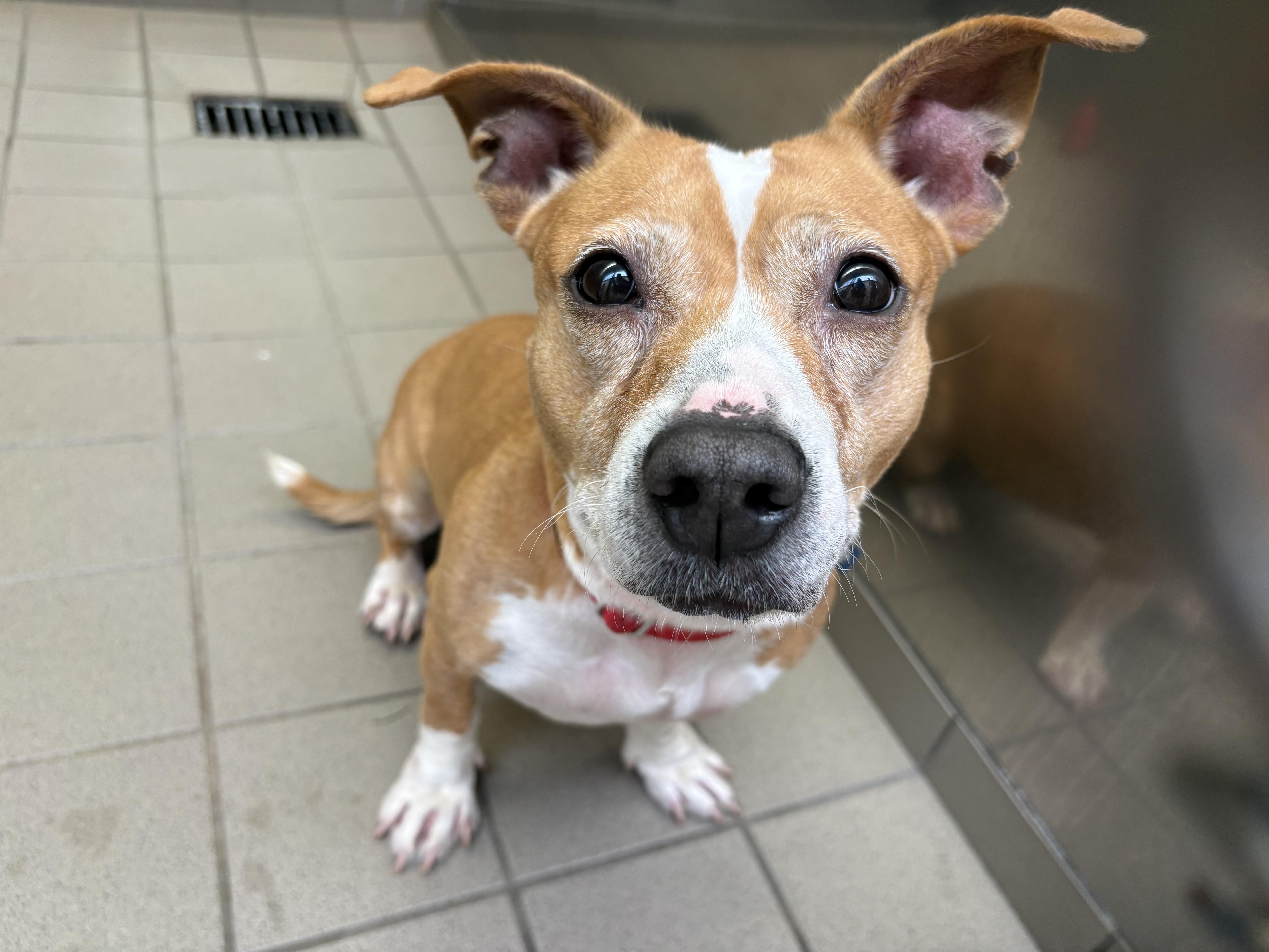 An adult medium-sized female Bicolor Mixed Breed dog named Sparkle for adoption in Wantagh, NY