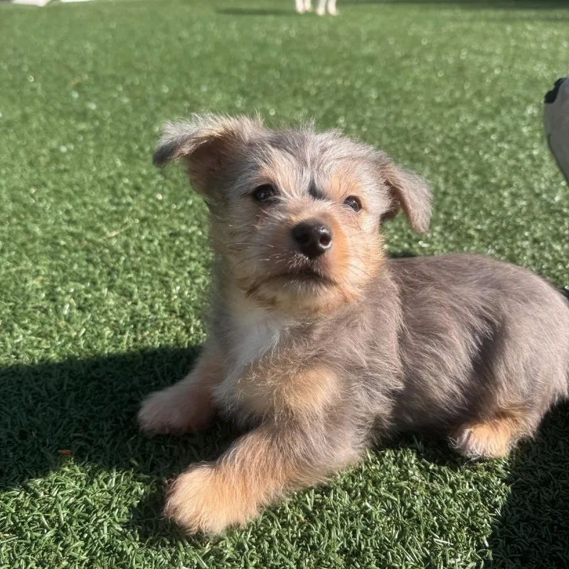 A baby small-sized male Gray / Blue / Silver Chihuahua dog named Beans for adoption in Brockton, MA