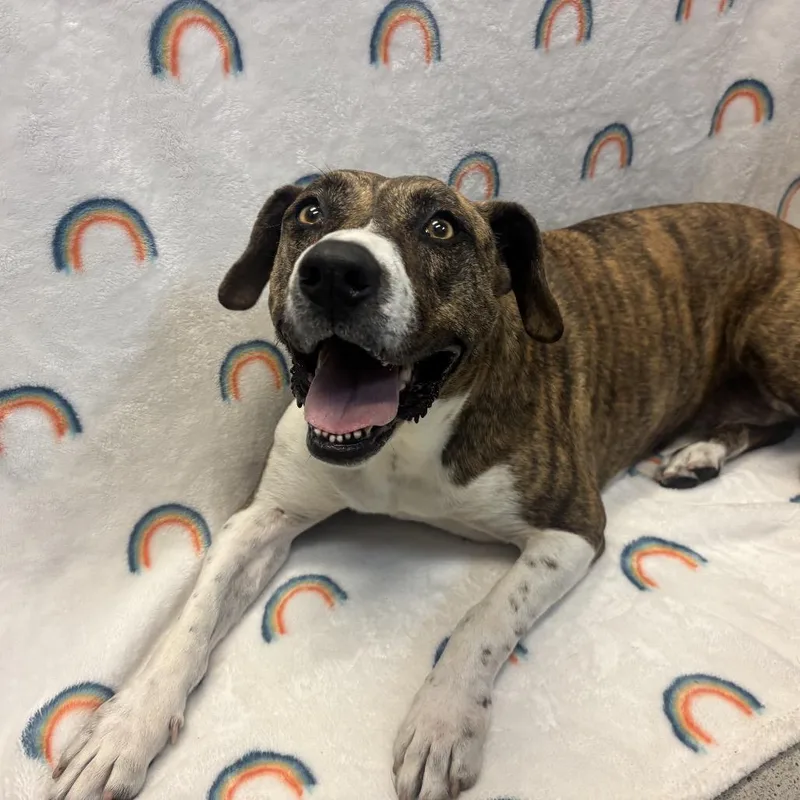 An adult large-sized female Pit Bull Terrier dog named Cali for adoption in Long Beach, CA