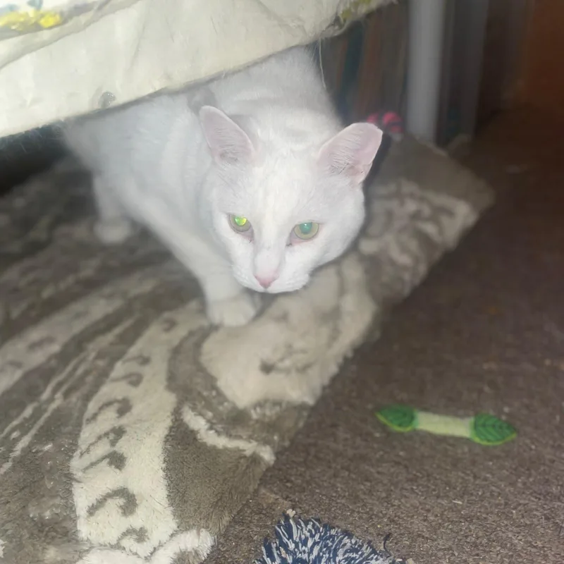 Butterfly thumbnail 2