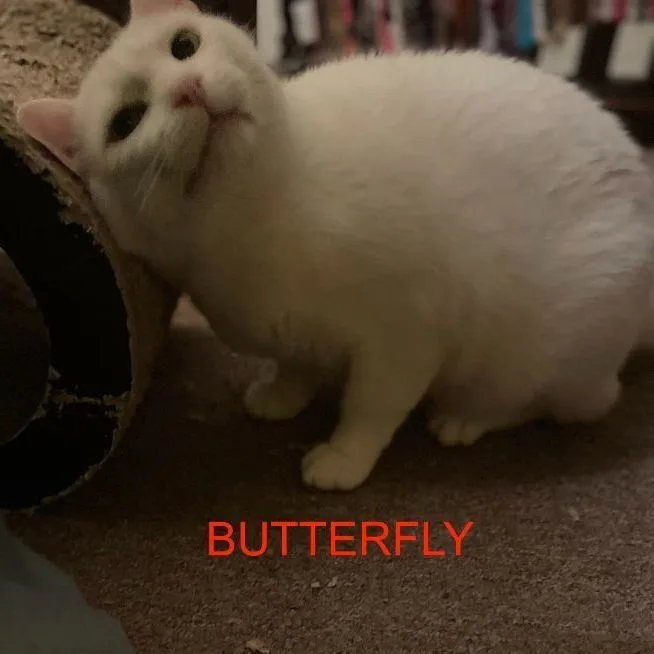 Butterfly thumbnail 3