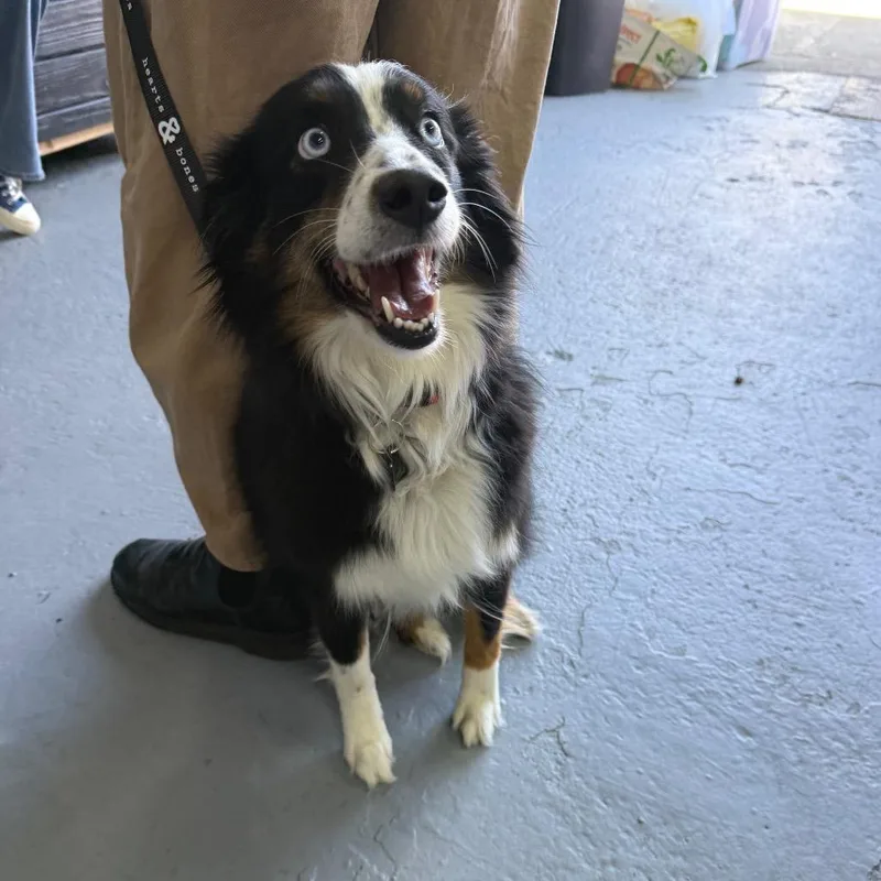 An adult medium-sized female Black Australian Shepherd dog named Charlie for adoption in Brooklyn, NY
