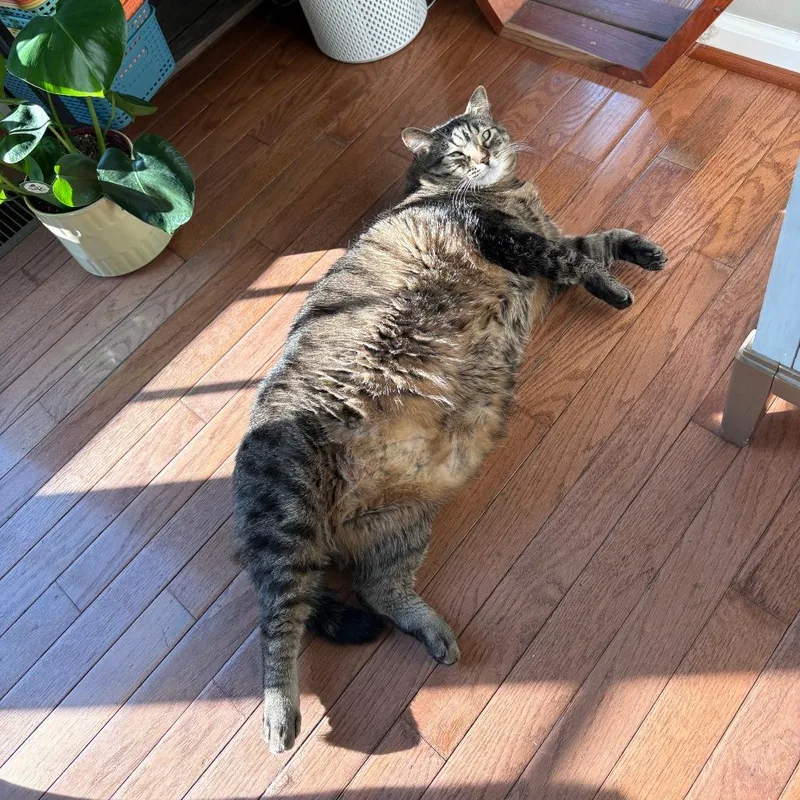 An adult extra large-sized female Gray / Blue / Silver Domestic Short Hair cat named Stevie Nicks in Frederick for adoption in Alexandria, VA