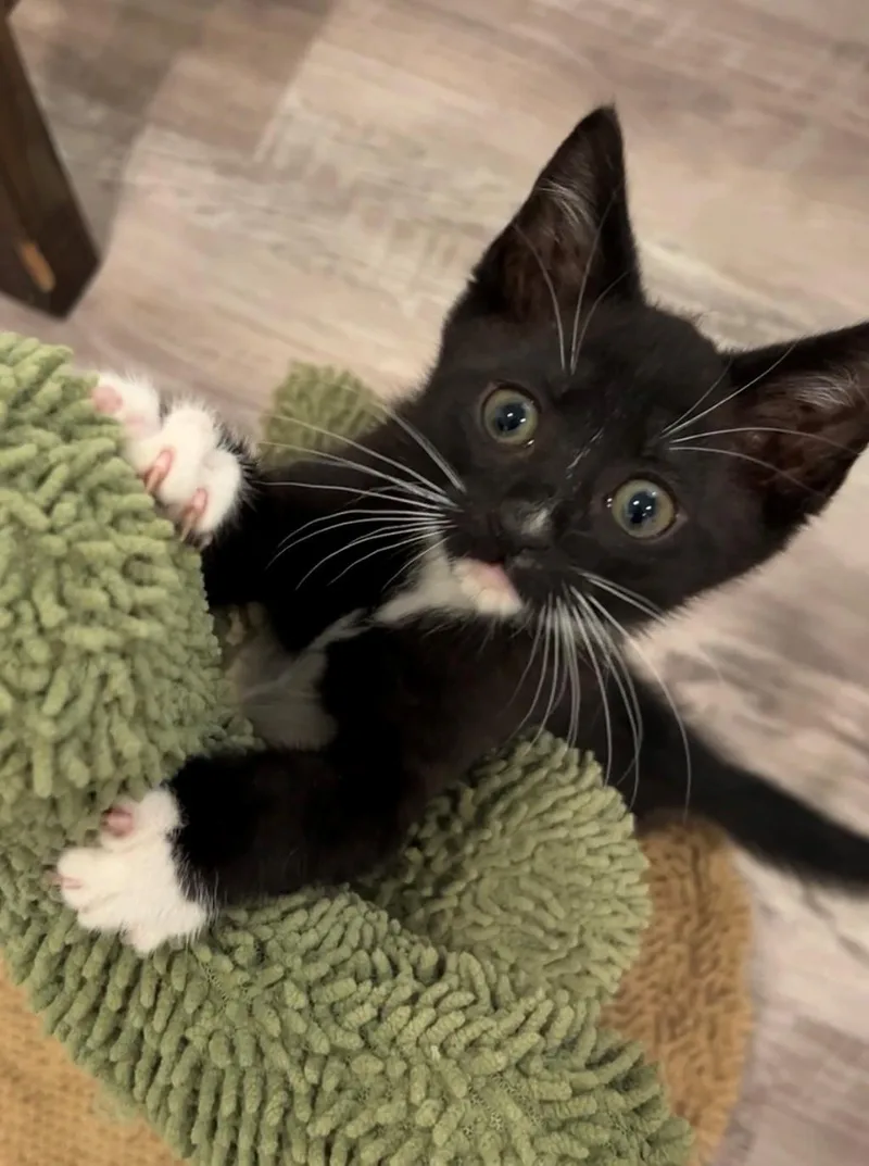 Oreo thumbnail 2
