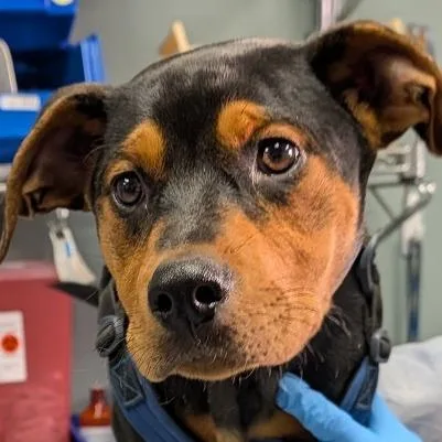 A young medium-sized male Black Mixed Breed dog named Ranger for adoption in Greenville, SC