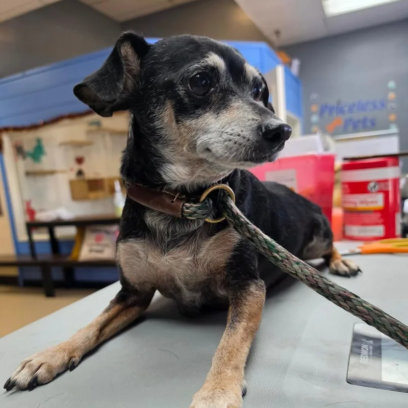 A senior small-sized male Black Miniature Pinscher dog named Boris  City of for adoption in Chino Hills, CA