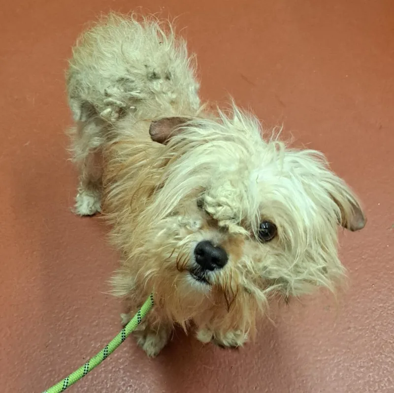 An adult small-sized male Mixed Breed dog named Jonesy for adoption in Douglasville, GA
