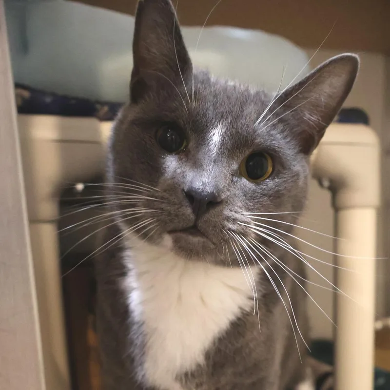 An adult large-sized male Domestic Short Hair cat named Grey Man for adoption in Saint Charles, MO