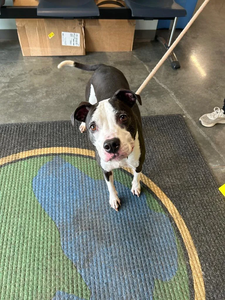 An adult medium-sized female Pit Bull Terrier dog named Piggy Sue for adoption in Gautier, MS