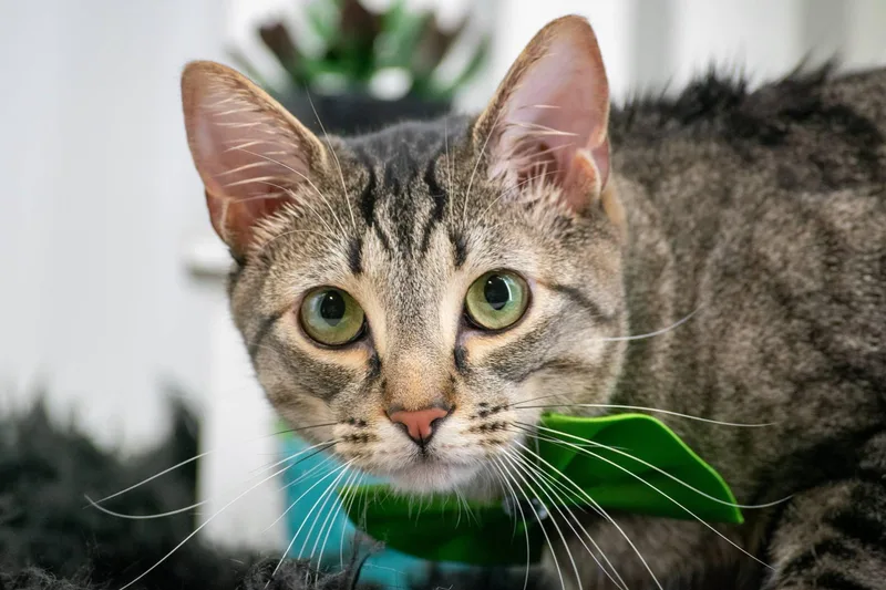 A young small-sized male Tabby (Brown / Chocolate) Domestic Short Hair cat named Loki for adoption in Sevierville, TN