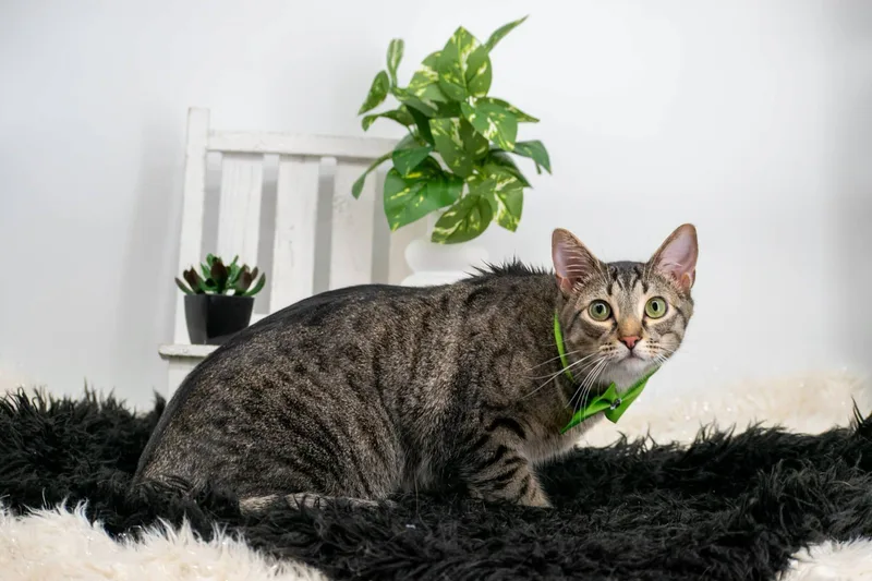 Loki thumbnail 2