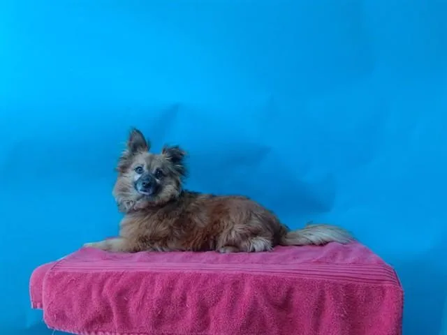 An adult small-sized male Pomeranian dog named Chapo for adoption in Gardena, CA