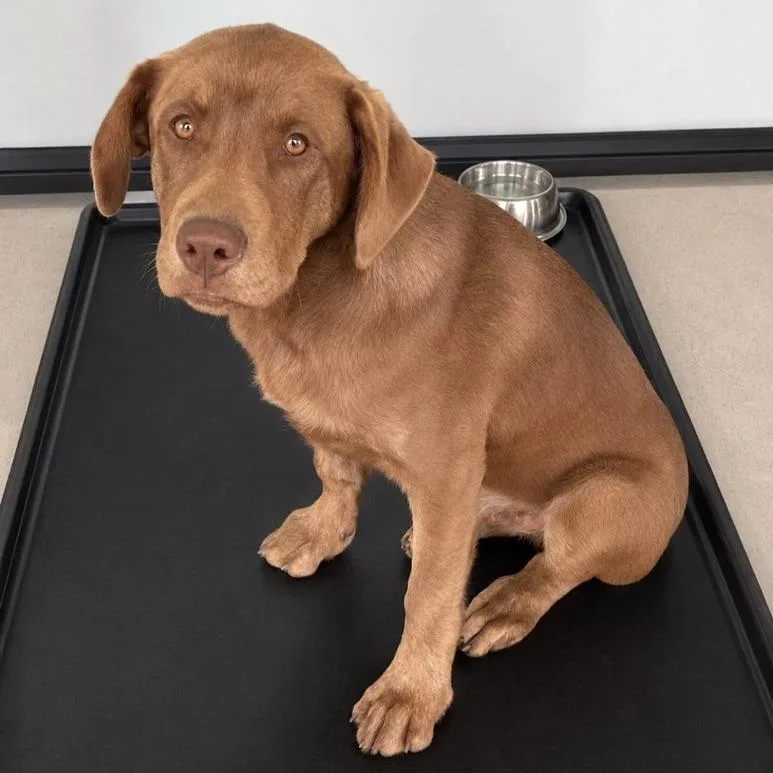 A baby large-sized male Brown / Chocolate Mixed Breed dog named Jalapeno for adoption in Hemet, CA